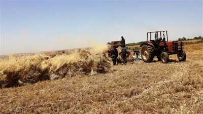 بسبب الطقس الحار.. محافظ أسوان أولى محافظات الجمهورية حصادًا للقمح