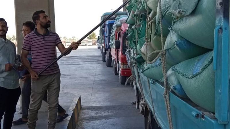 توريد محصول القمح