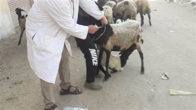 بيطري المنيا يقدم 1242 خدمة علاجية مجانية في 3 قرى ضمن مبادرة 