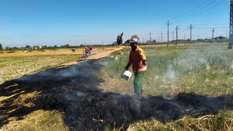 ظاهؤة حرق قش الأرز