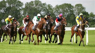 مصر تستضيف سلسلة سباقات كأس رئيس الإمارات للخيول العربية