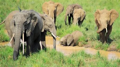 باحثون يوثقون انخفاضا كبيرا في أعداد الأفيال الإفريقية خلال نصف قرن
