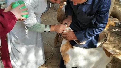 “بداية” تقدم 1834 خدمة بيطرية في قرى المنيا ضمن قوافل علاجية مجانية