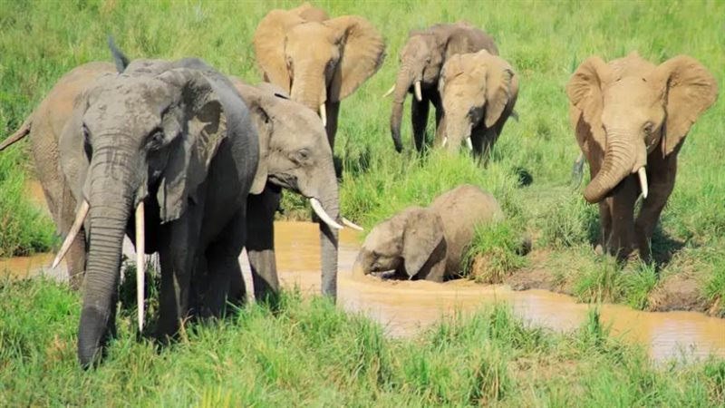 قطيع من الأفيال -