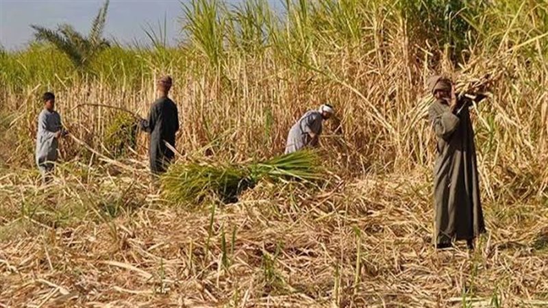 الاستعداد لتوريد