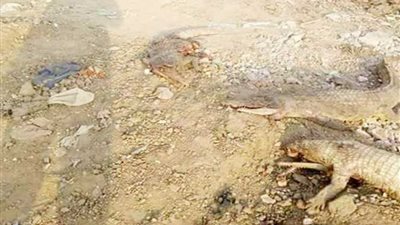 بالصور.. تماسيح بترعة الإسماعيلية في شبرا الخيمة