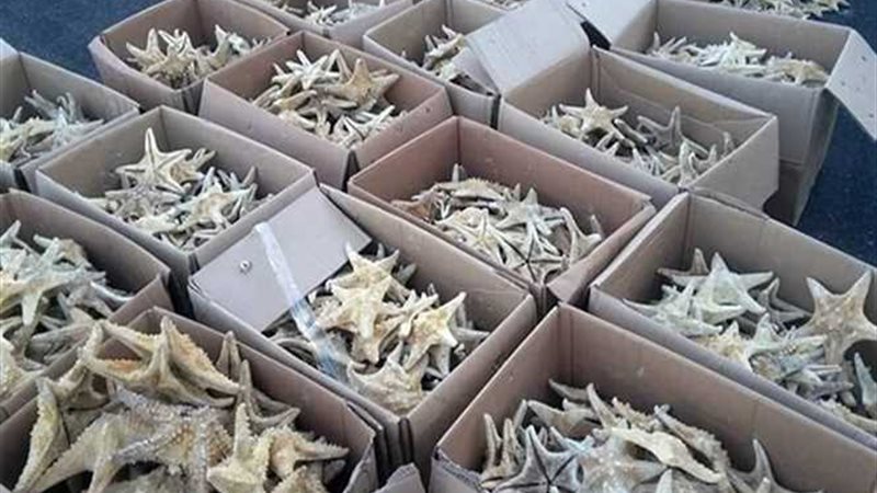 إحباط تهريب شعب مرجانية