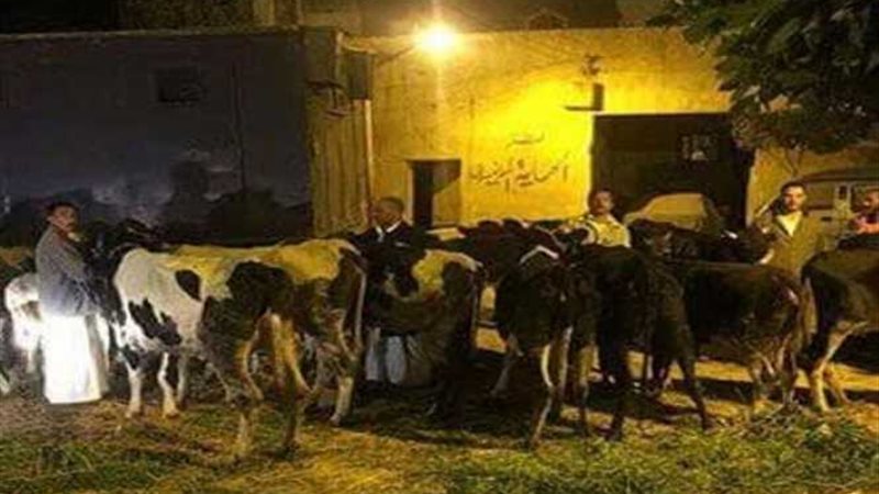 سقوط لصوص المواشي