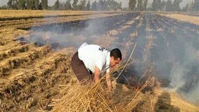 حملات متواصلة للبيئة للحد من حرق قش الأرز