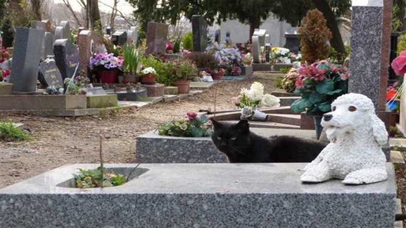 ألمان يرافقون حيواناتهم