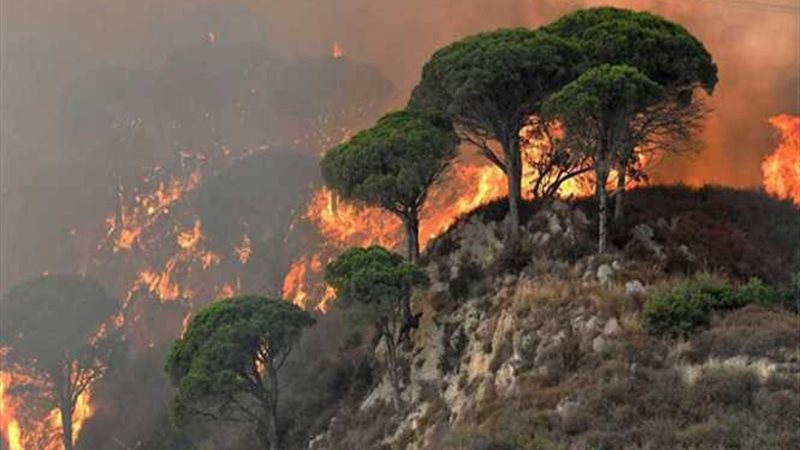 الحرائق تلتهم الغابات