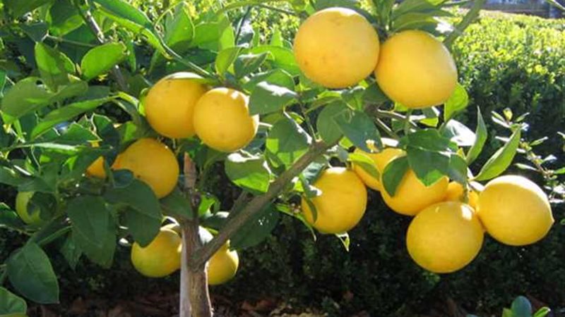 زراعة المنوفية: تنفيذ