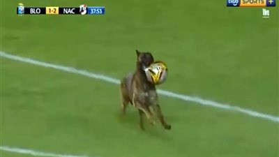 بالفيديو.. كلب يخطف الكرة من اللاعبين في مباراة كرة قدم