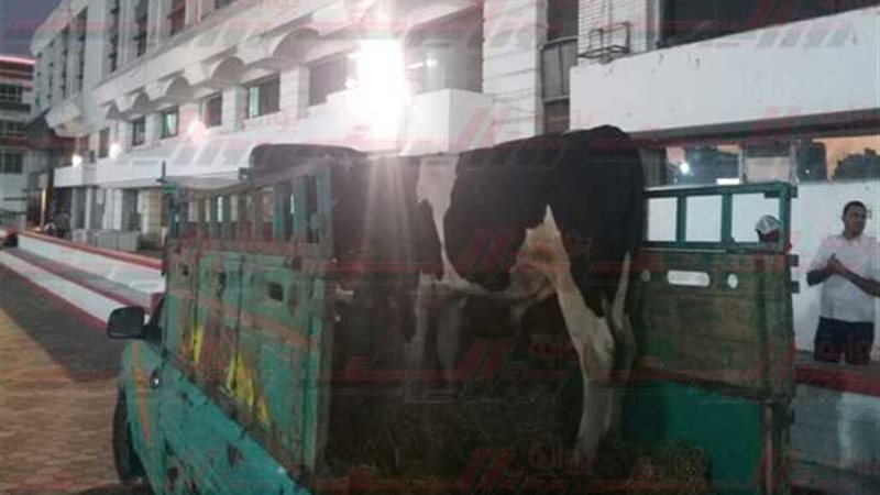 بالصور والفيديو..