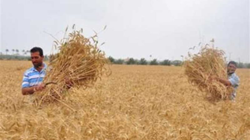 البحيرة .. بدء تنفيذ