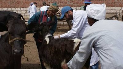 تطعيم 400 ألف رأس ماشية في الحملة القومية ببني سويف