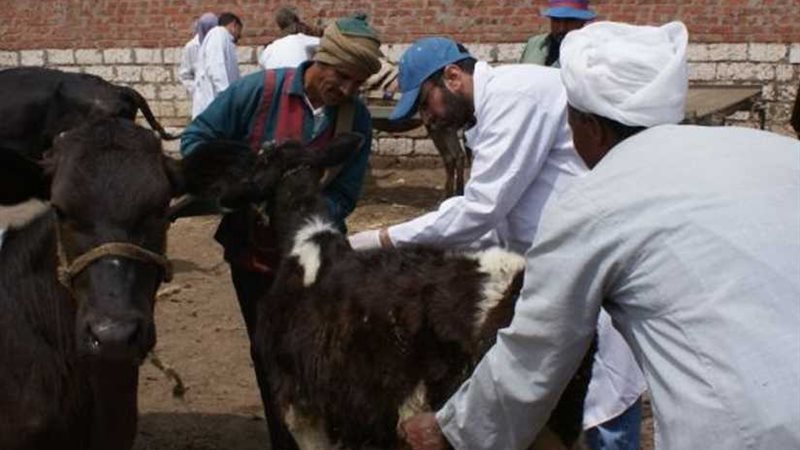 تطعيم 400 ألف رأس