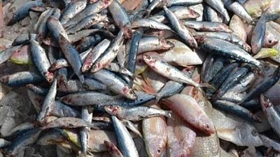 ضبط ٣٠ كيلوجرام 