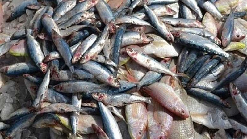 ضبط ٣٠ كيلوجرام سردين