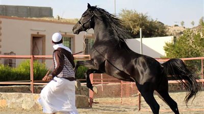 انطلاق مهرجان جمال الخيول العربية غدًا