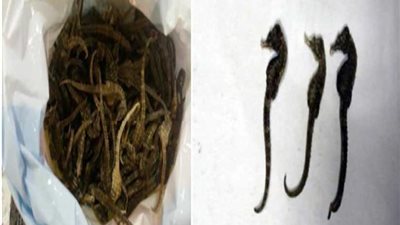 الأمن يحبط محاولة تهريب فرس البحر