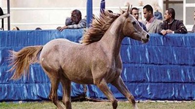 انطلاق مهرجان الخيول العربية الـ19 بالقاهرة