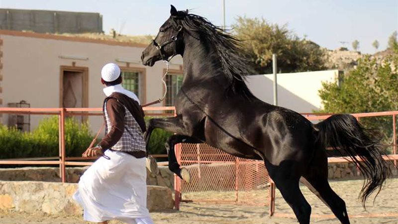 انطلاق مهرجان جمال