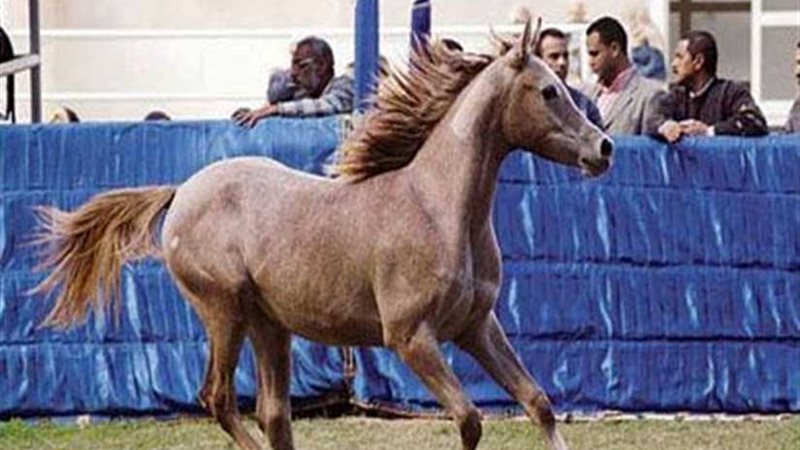 انطلاق مهرجان الخيول