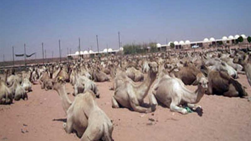 الإفراج عن 4 آلاف