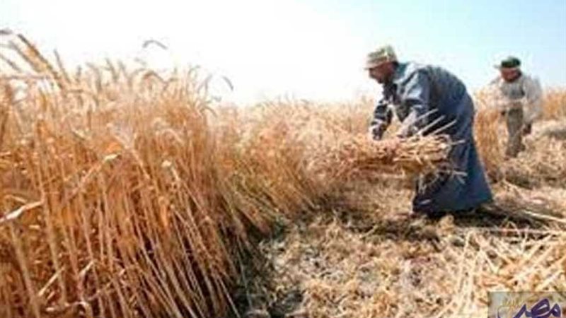 أسوان .. الزراعة