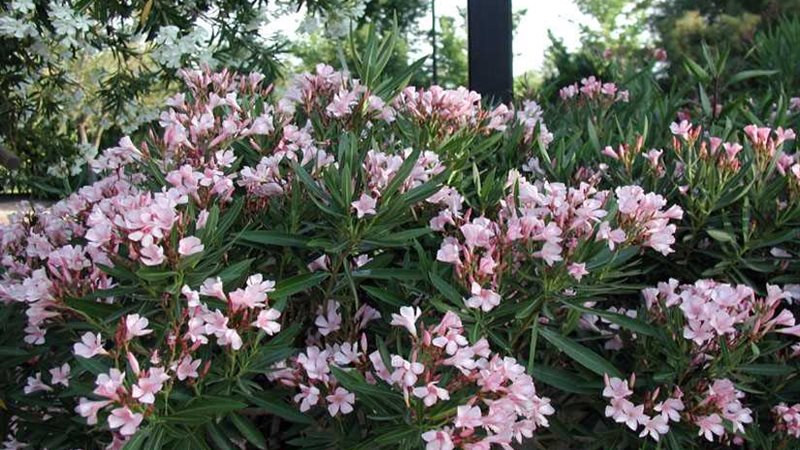 زراعة 140 شجرة دفلة