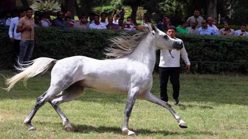 انطلاق البطولة الدولية