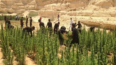 الداخلية تبيد 56 فدانًا مزروعة من حدائق الشيطان بجنوب سيناء