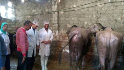 حملات تحصين للماشية بالإسكندرية
