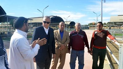 شوارع قنا تتزين بالنخيل الملوكي