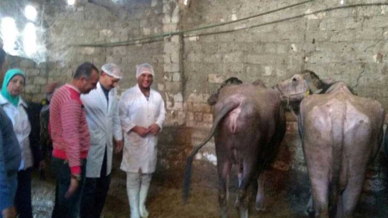 حملات تحصين للماشية