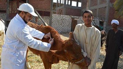 تحصين 137 رأس ماشية ضد الحمى القلاعية ببنى سويف