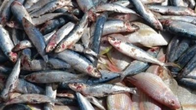 وفاة رجل وسيدة وتسمم أخرى تناولوا وجبة أسماك فاسدة