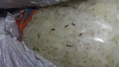 ضبط 60 طن أرز تمويني به سوس وحشرات وديدان