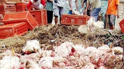 القبض على سائق بحوزته 1.5 طن دواجن نافقة بالمنيا