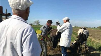 تحصين 441630 رأس ماشية ضد الحمى القلاعية