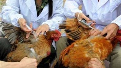 بدء برنامج لتحصين الطيور بـ 3 مراكز بالمنيا