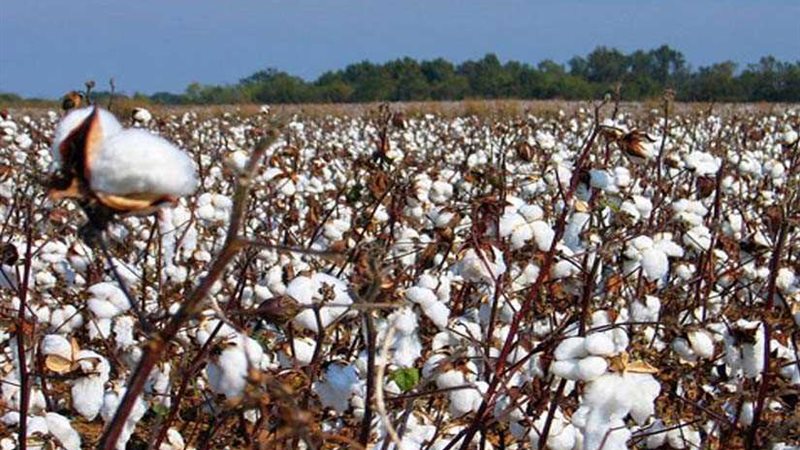 زراعة الغربية تحقق