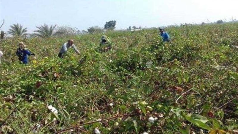 ارتفاع متوسط إنتاجية