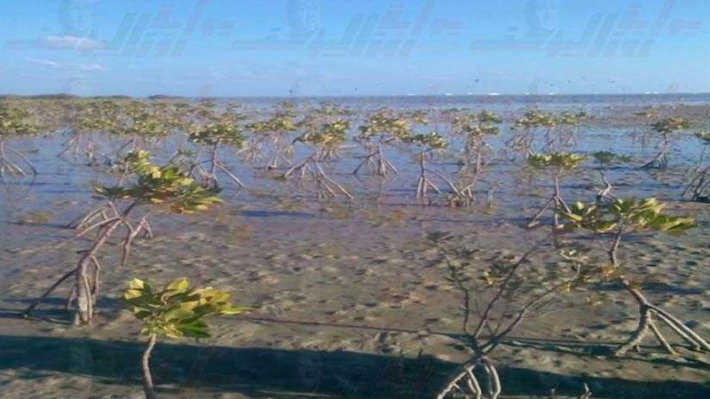 مشروع بحثي حكومي