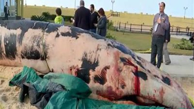 بالفيديو.. اللقطات الأولى من العثور على حوت نافق بأحد شواطئ الإسكندرية