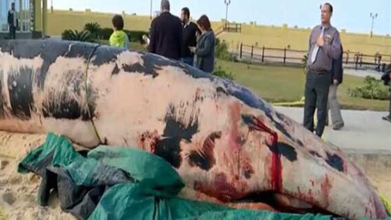 بالفيديو.. اللقطات