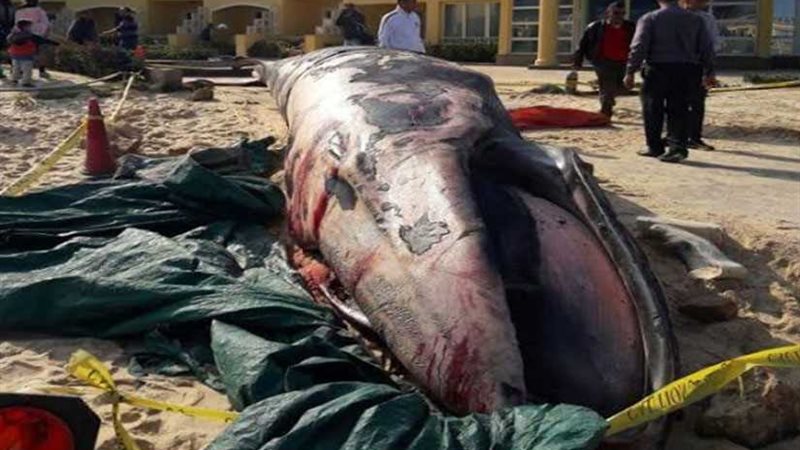 بيان  البيئة بشأن