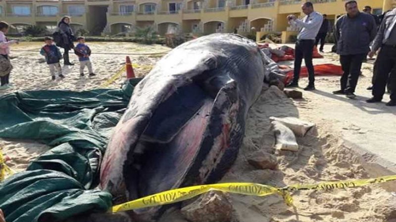 البيئة تُجهز مدفن