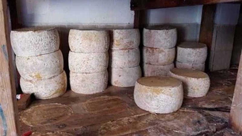 ضبط 8 أطنان جبنة